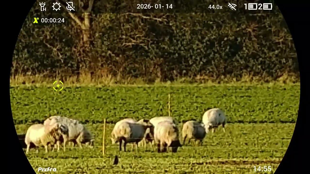 Sheep at 405m with Pixfra Draco 635R Multispectral Binoculars 