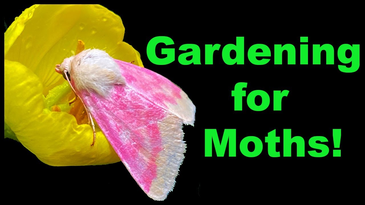 Gardening for Moths: Why It’s Important for Backyard Conservation!