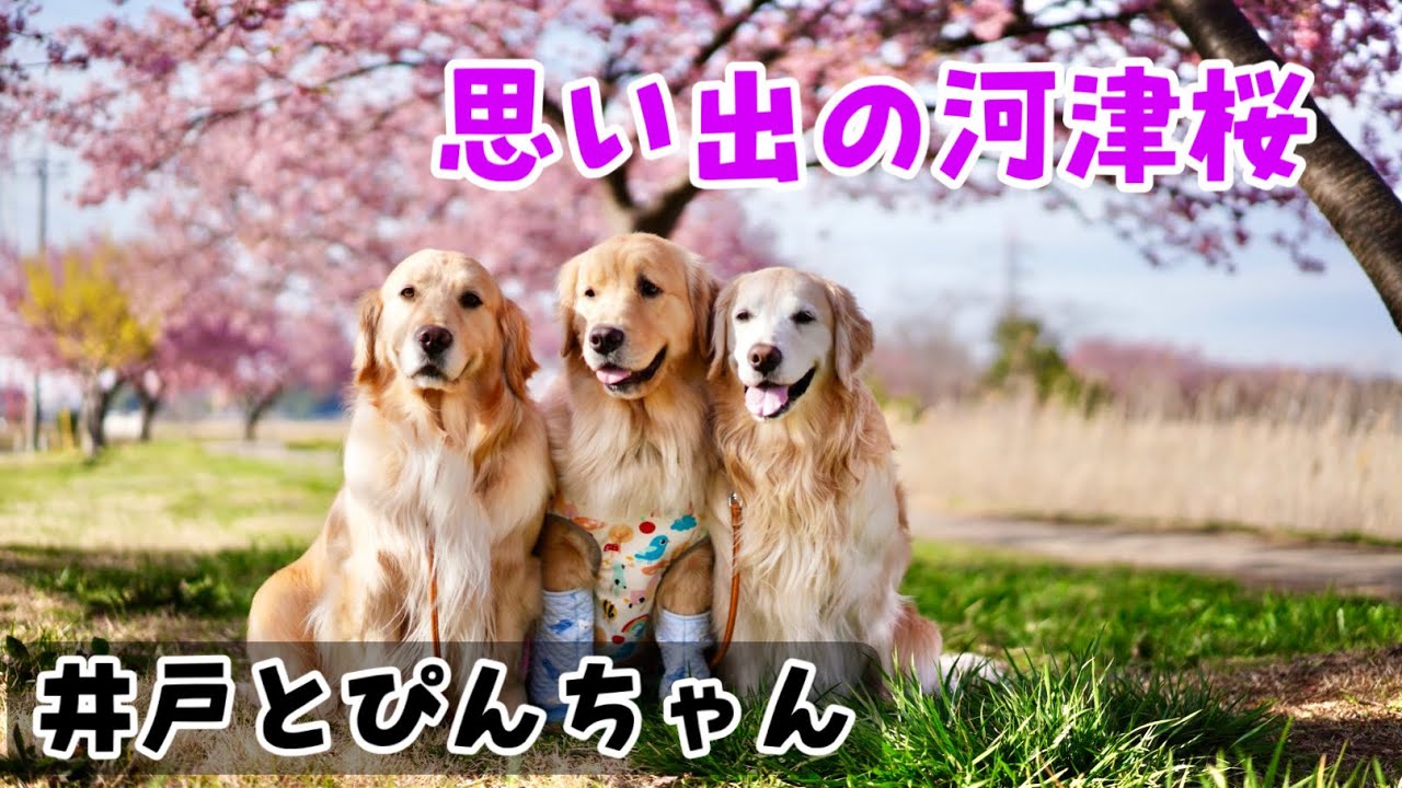 井戸とぴんちゃんそして思い出の河津桜
