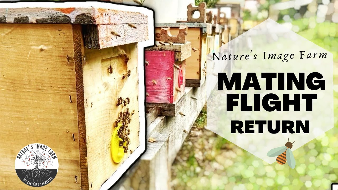 Queen Mating Flight