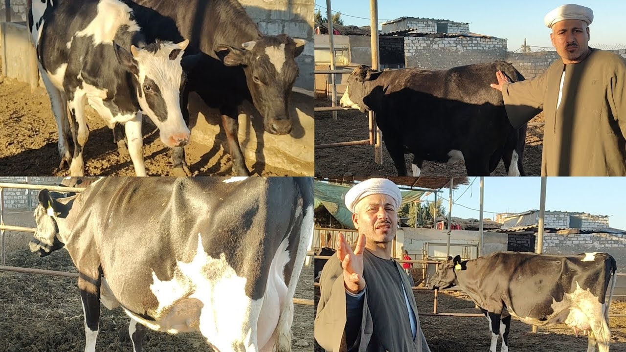 ٢٦ فبراير ٢٠٢٦البقره بمقام 3 جموسات الفنان بيشرط على نفسه بيقول لو في عجله فيهم كسرت سنه هيبقى بثمنه