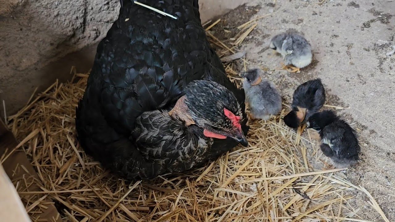 Le damos los pollitos a la gallina; Que buena es como los quiere 😍