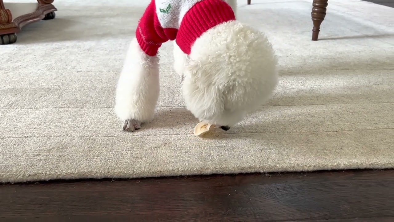 My mini poodle Happy is eating dumplings, super cute