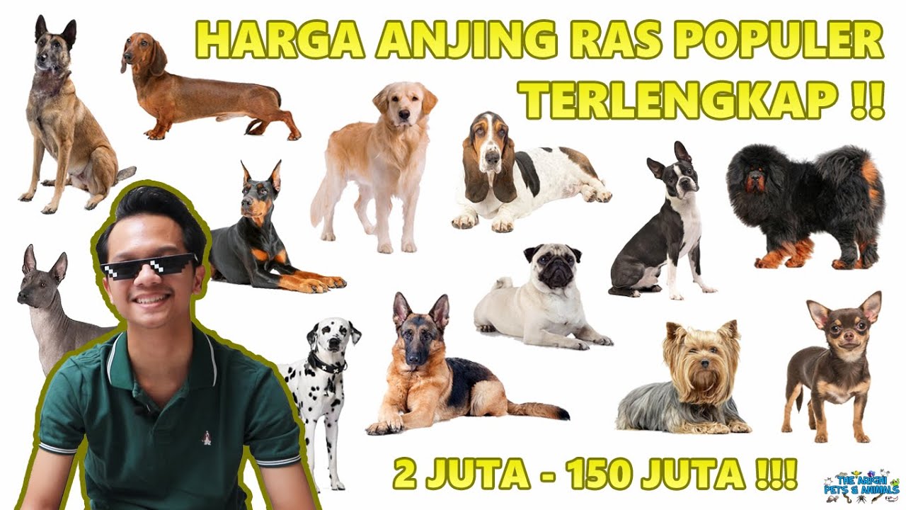 Harga Anjing Ras Populer (Herder, Golden, Dalmatian, Mini Pom, Pug, dll) di Indonesia LENGKAP !! 🐶