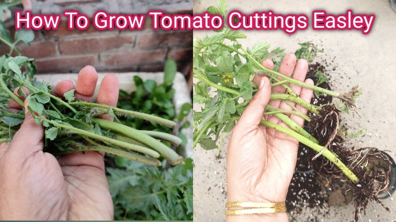 To Grow Tomato Cutting | Tamatar ke Paude Ki Dekh Bhal | Tomato Plant|
