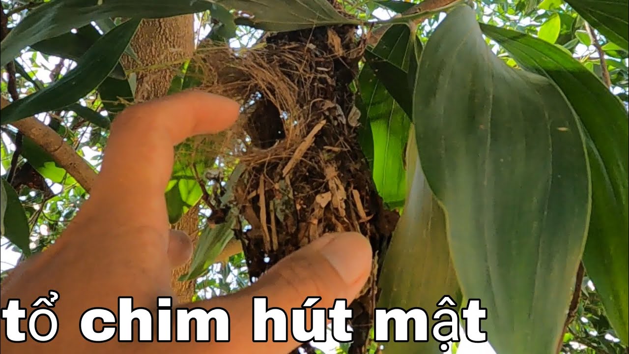 Thực Tế Đi Tìm Tổ Chim Hút Mật