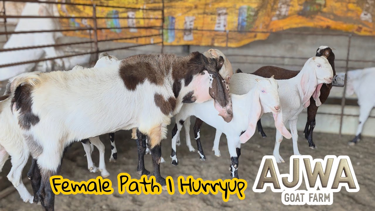 AJWA GOAT FARM TOP QUALITY FEMALE PATH | CONTACT SOON