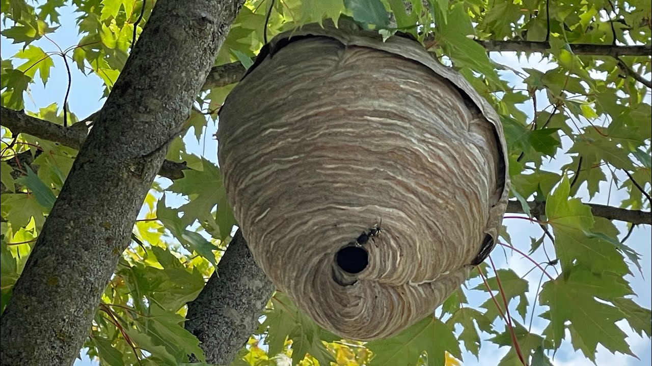 Brake cleaner vs hornet nest does brake cleaner work faster then wasp spray