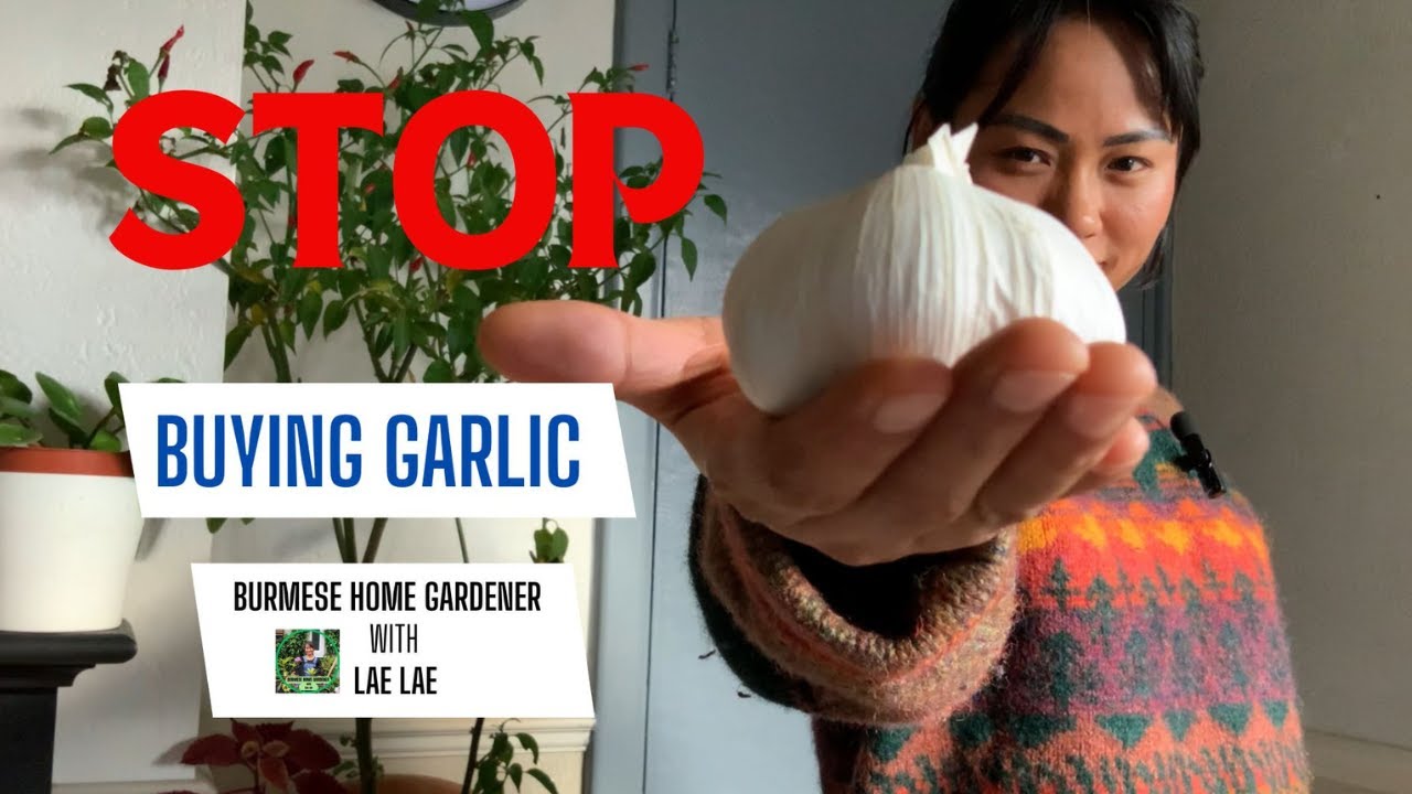 STOP BUYING GARLIC!  ကြက်သွန်ဖြူဝယ်တာကို ရပ်လိုက်