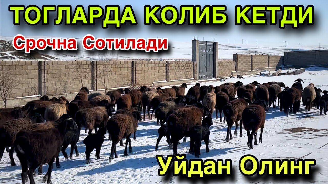 Пул Зарур Жойидан! ☎️+998 919504591 ☎️+998 936978464