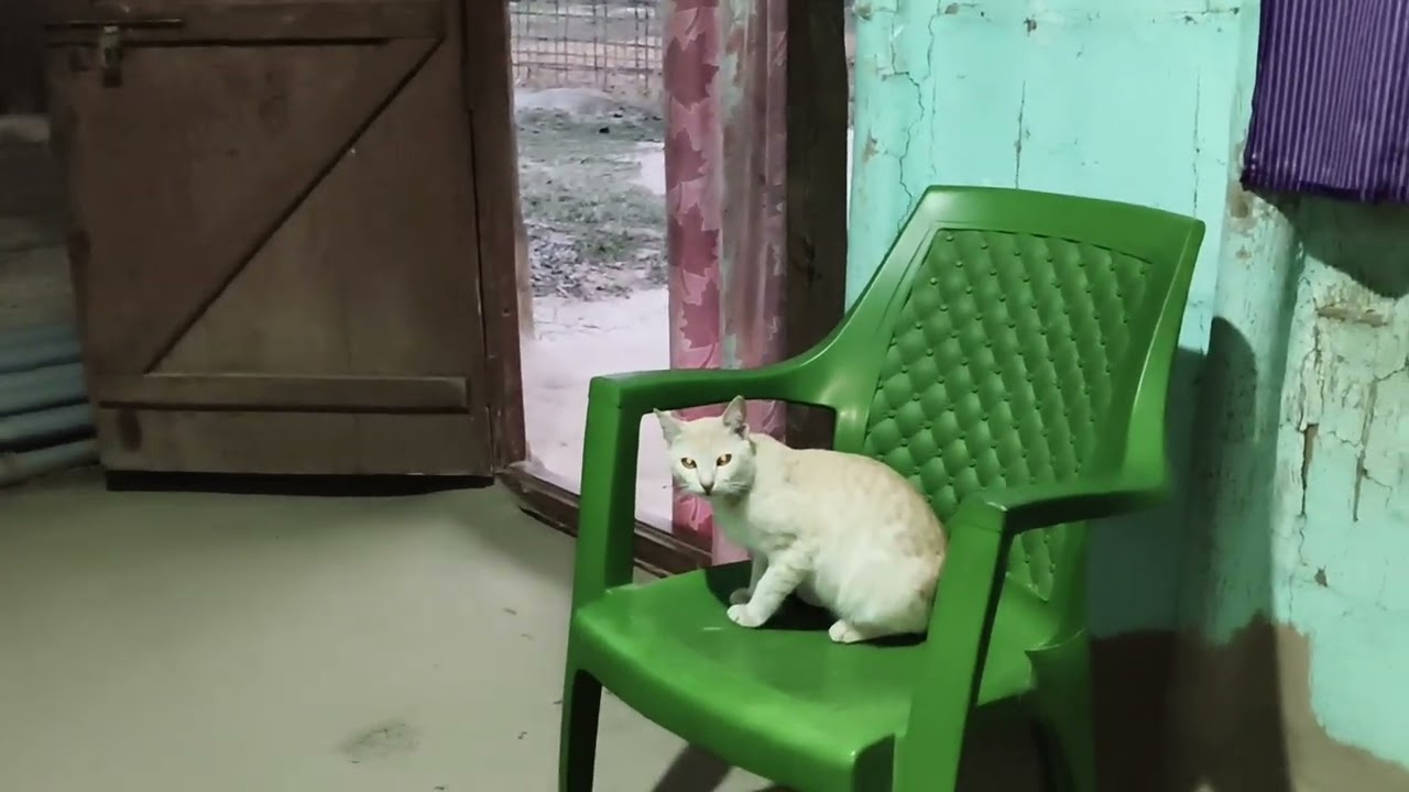 Home cat lovely video 