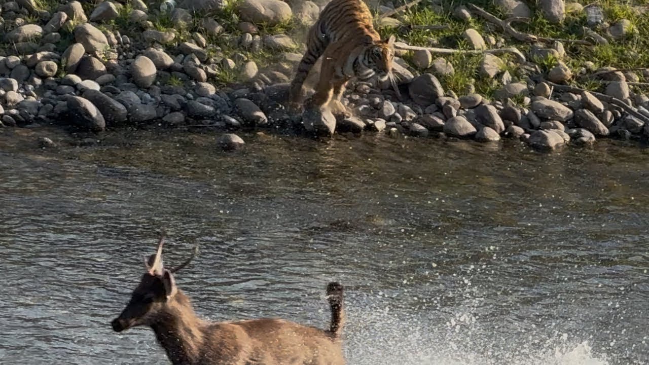TIGER ATTACK SAMBHAR#viralvideo #tiger #wildlife #animals #trending #nature #4k#attack