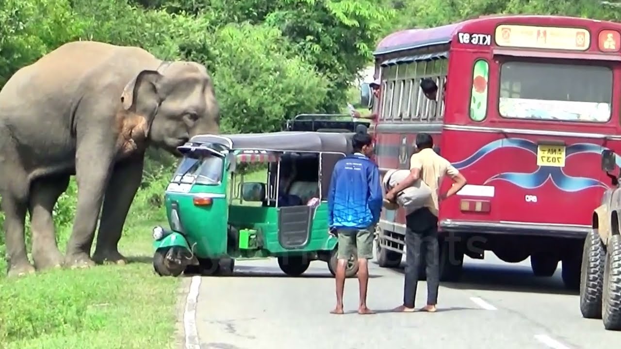 Wild Elephant Chaos: Three-Wheeler Abandoned as Drivers Flee – Bus and Jeep Crew to the Rescue!
