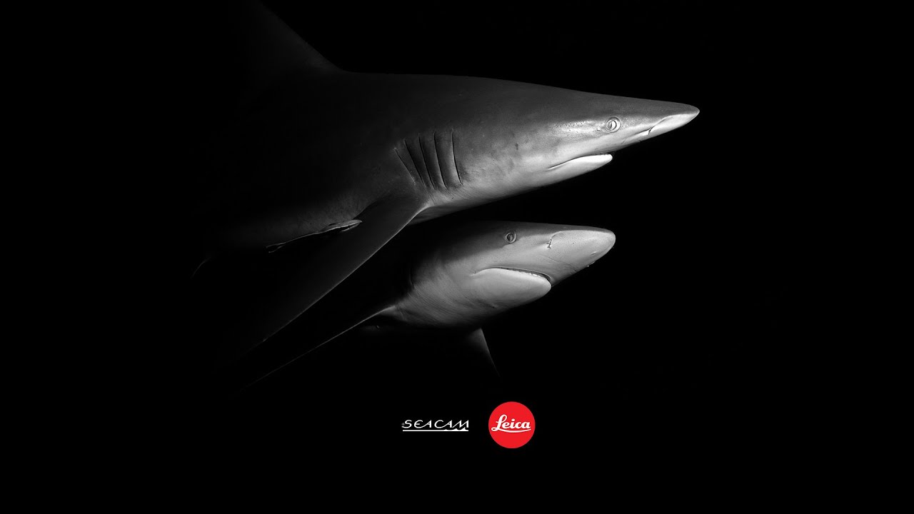 LEICA X SEACAM &ndash; experience the extraordinary.