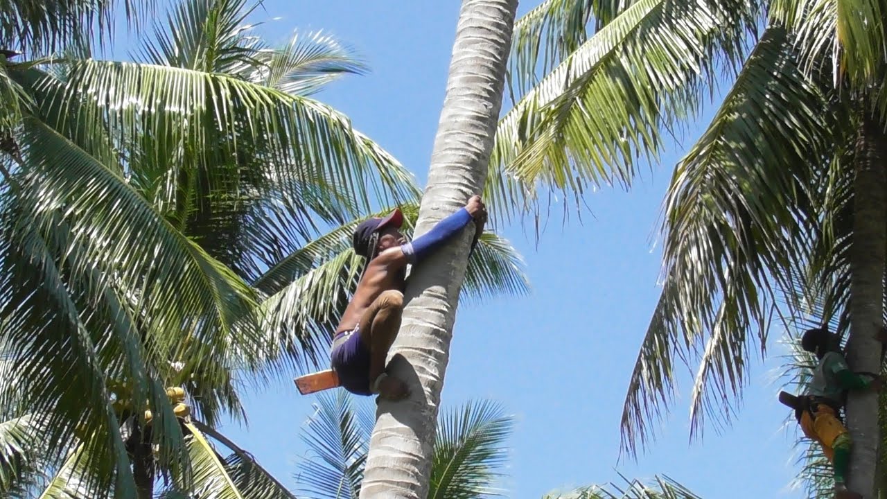 PANJAT KELAPA 30 METER TIDAK PAKAI TALI PENGAMAN