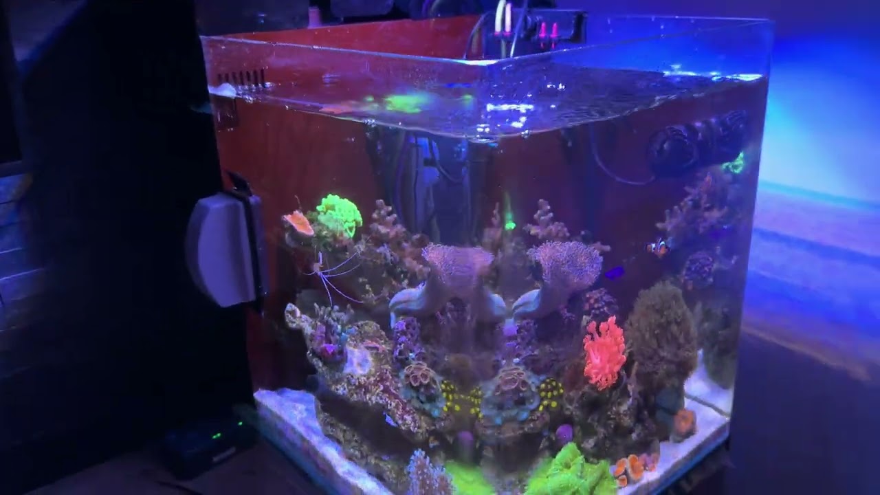 Aquarium nano recifal #3