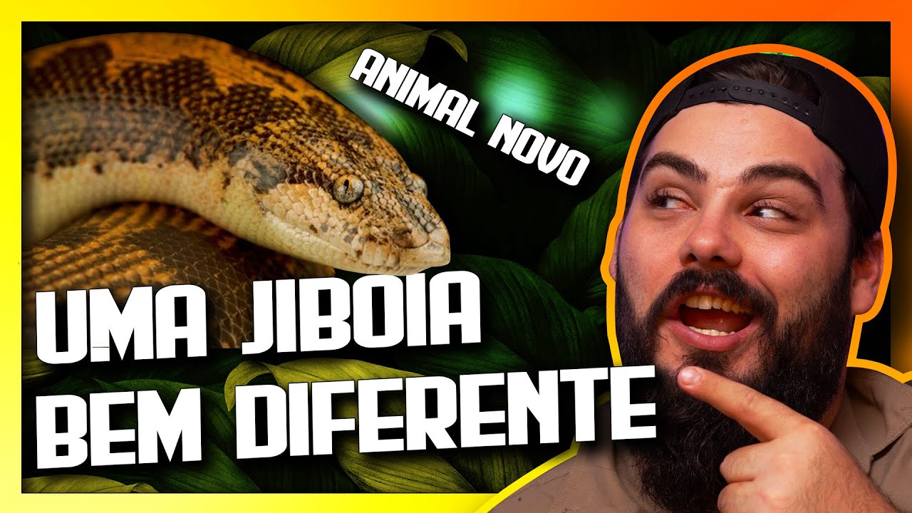 Uma Jibóia diferente [ANIMAL NOVO] Jibóia da Areia