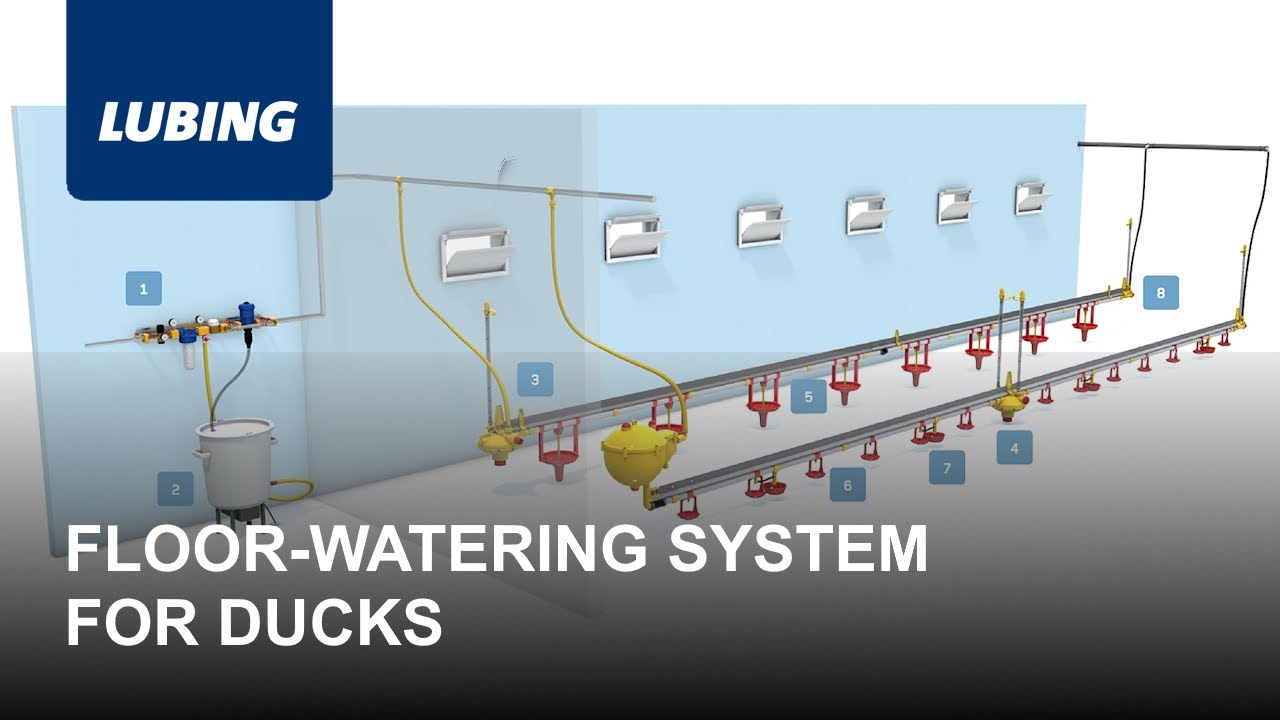 Floor-watering system for ducks - LUBING