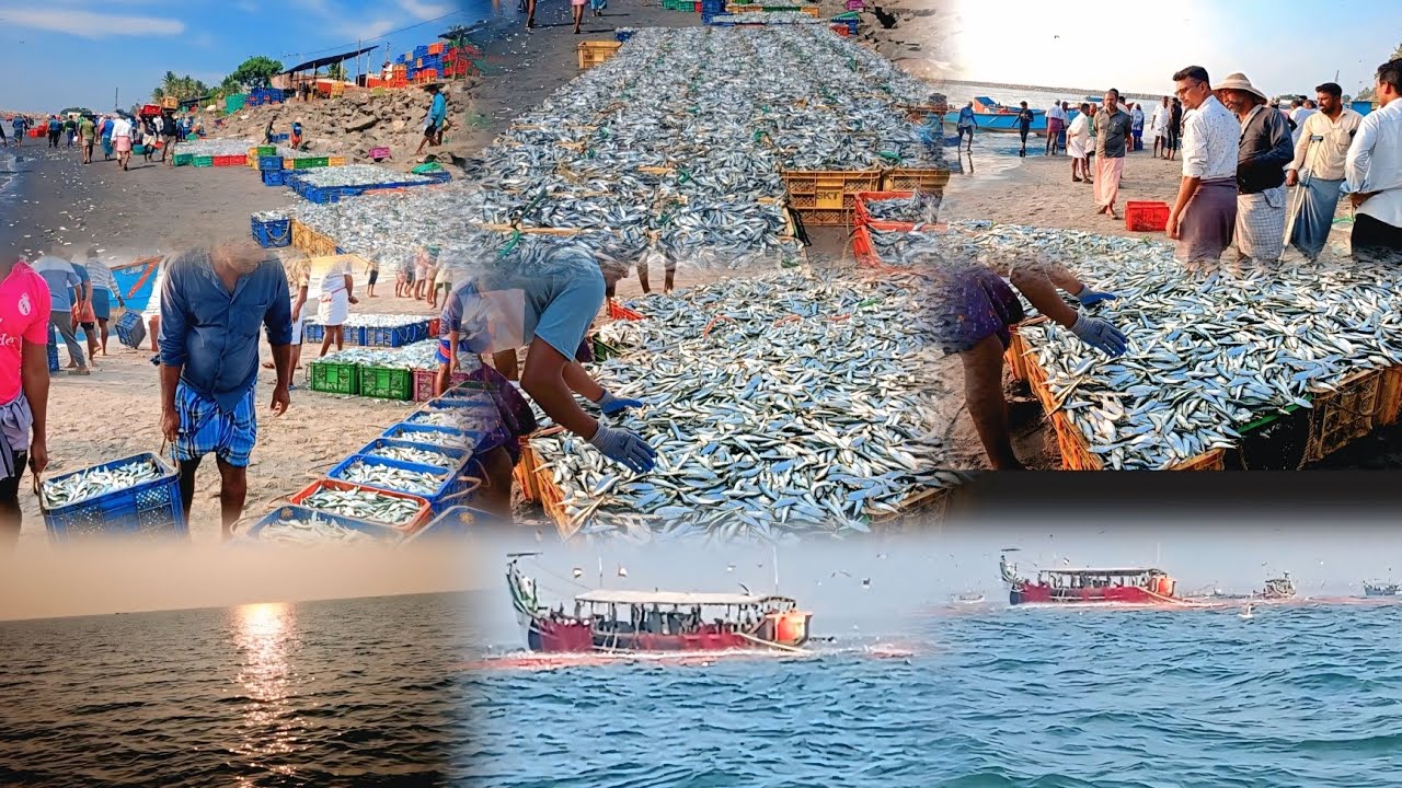 New Fishing Videos Kerala l കേരളത്തിൽ മീൻ പിടിക്കുന്നത് എങ്ങനെയാണ്?