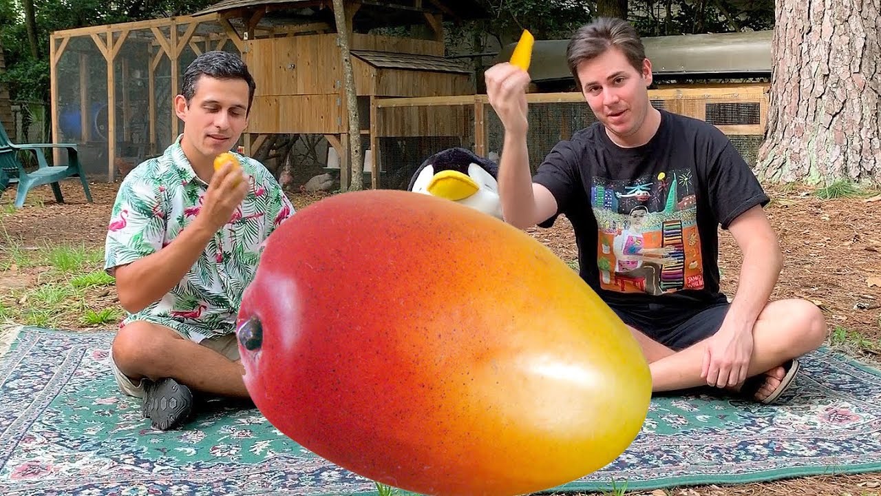 Americans Eat Mangoes for the First Time (FUNNY HAHA!)