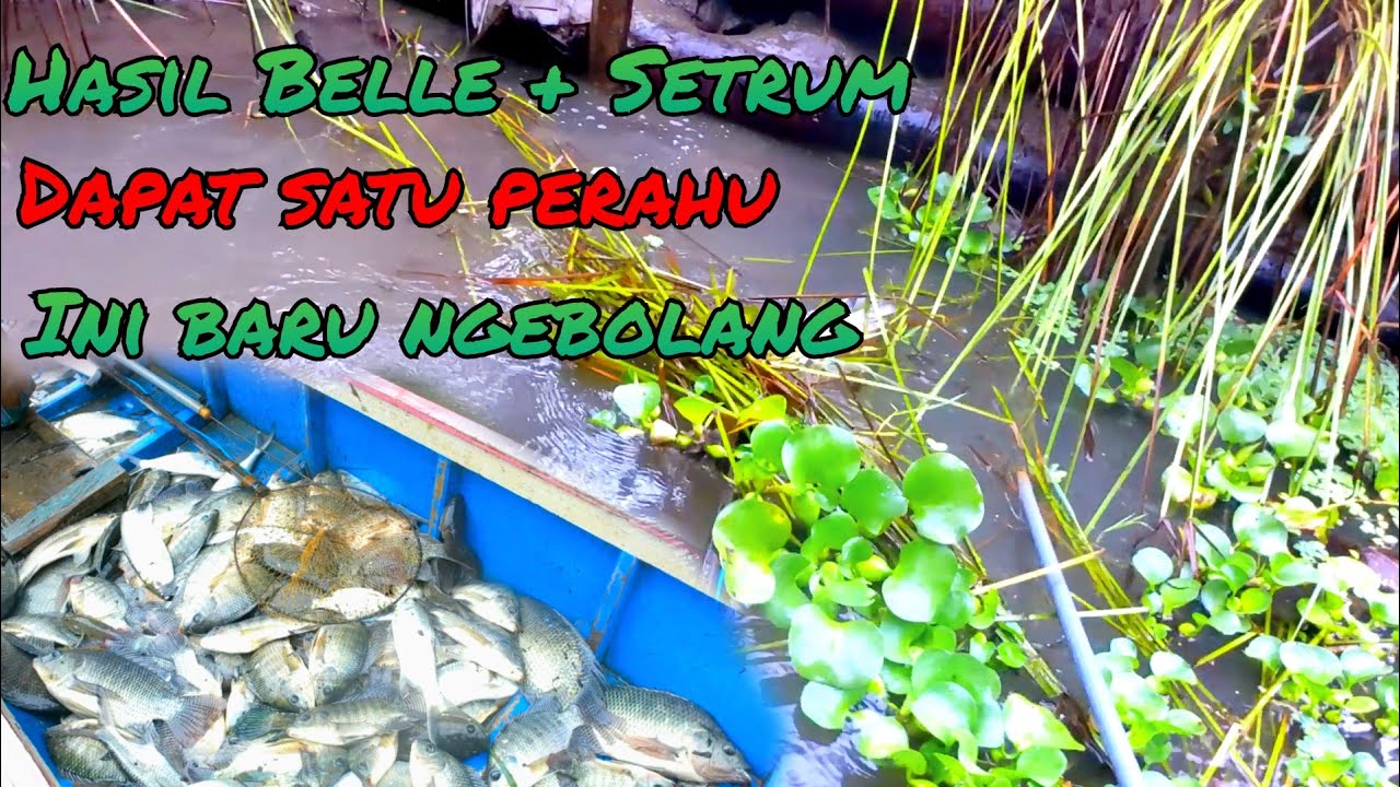 Ikan lagi buat hajatan langsung disetrum dapat satu perahu kich ca 🔴 electric fishing
