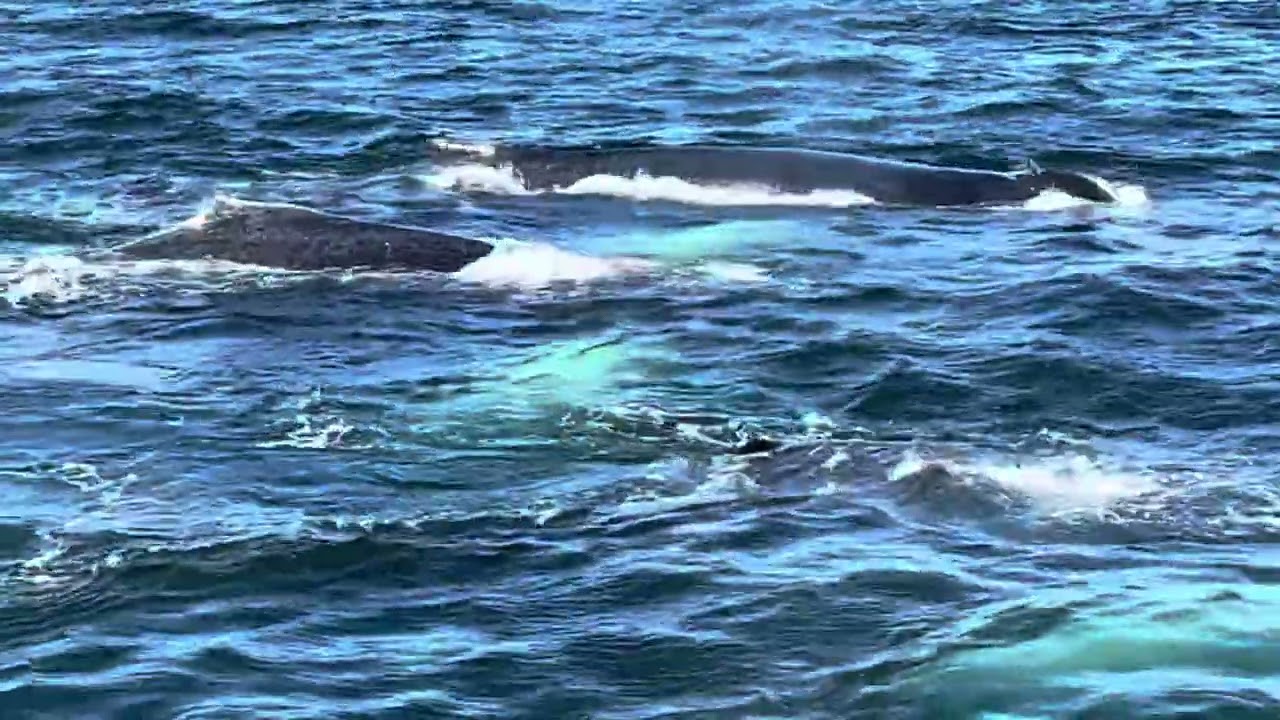 Cape Cod Whale Watching with Dolphin Fleet Whale Watching 6/21/23