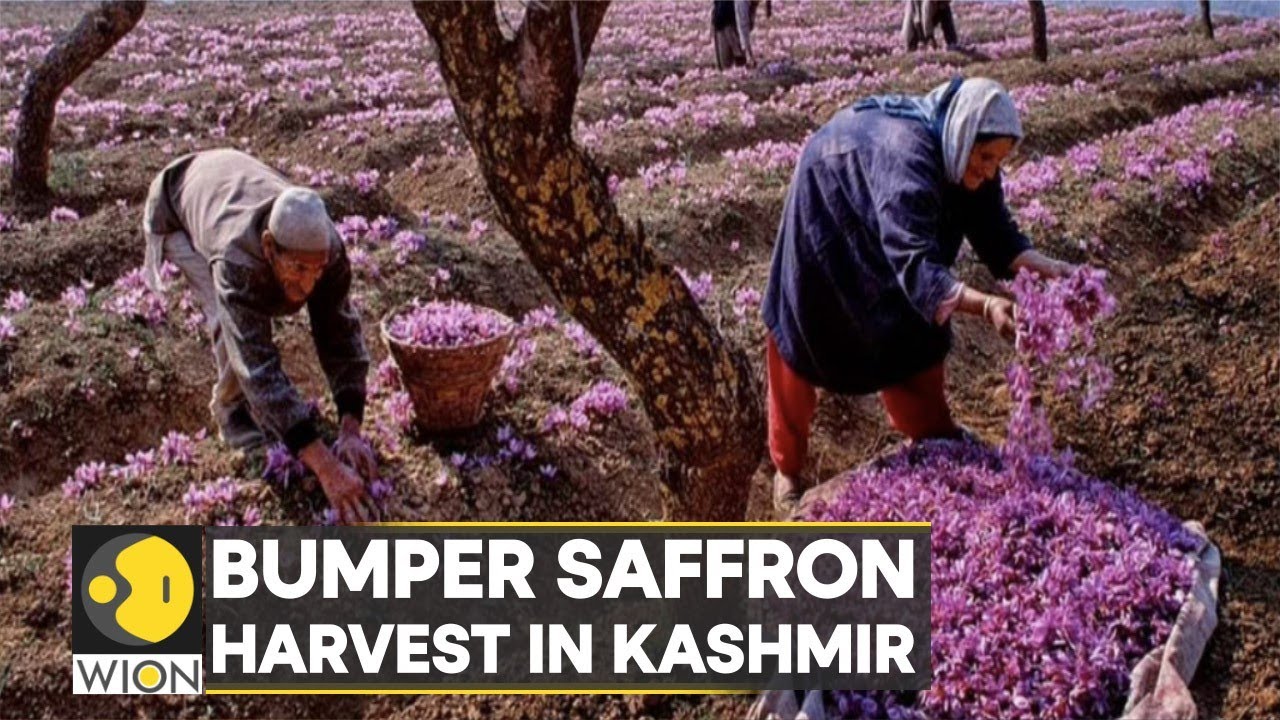 India: Farmers cheer over healthy Saffron cultivation in Kashmir | Latest English News | WION