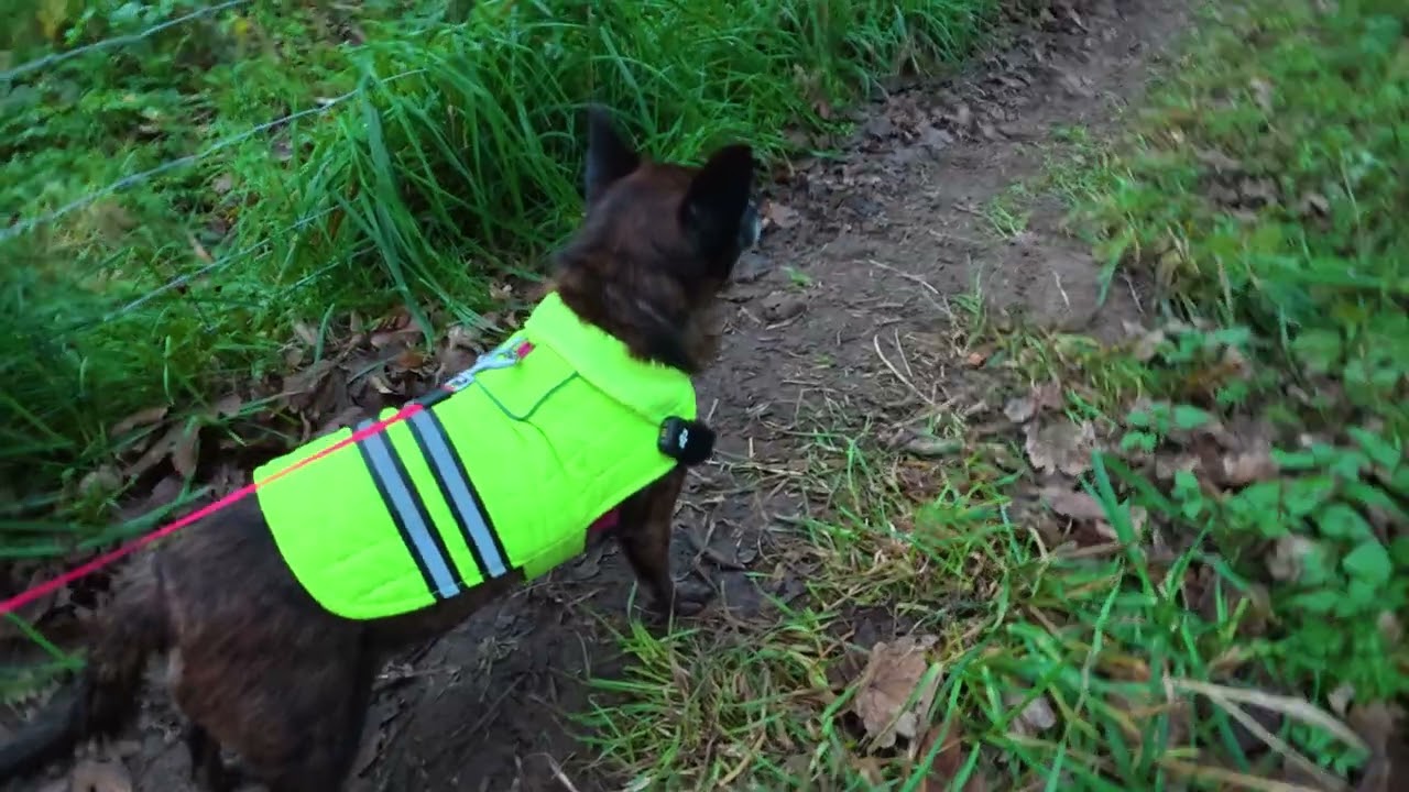 Same chihuahua, new scene. (Dog POV/Mic)