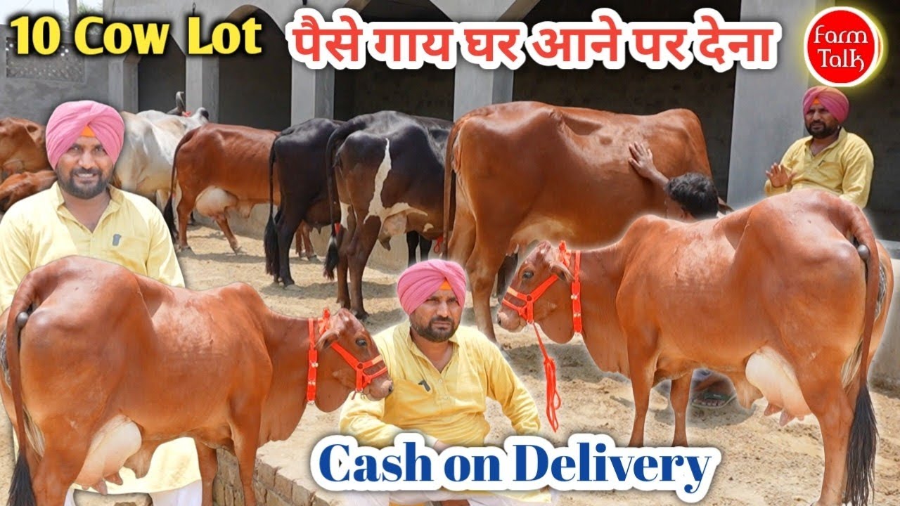 पैसे गाय घर पहुंचने के बाद देना 👏  Sahiwal Rathi Tharparkar 16 लीटर दूध तोलकर 👉 Cash on Delivery 