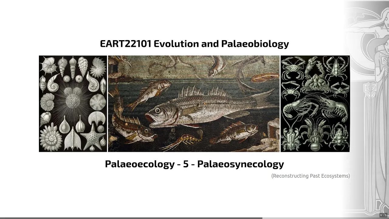 Palaeoecology, Video 5 - EART22101 - Palaeobiology and Evolution - 2024