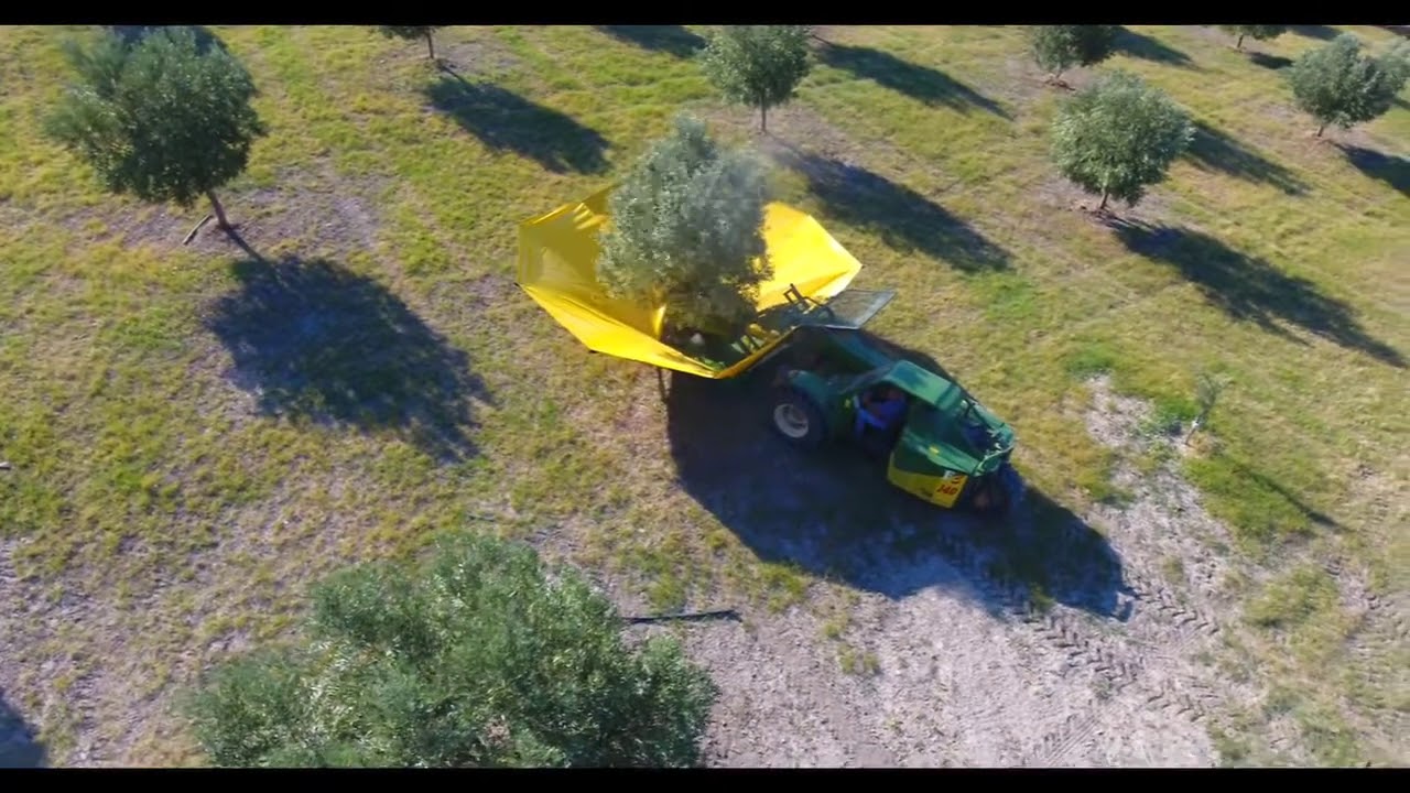 The best way to harvest.......is the Sicma F3 140 umbrella (Credits: Casa Ligar&ograve;)