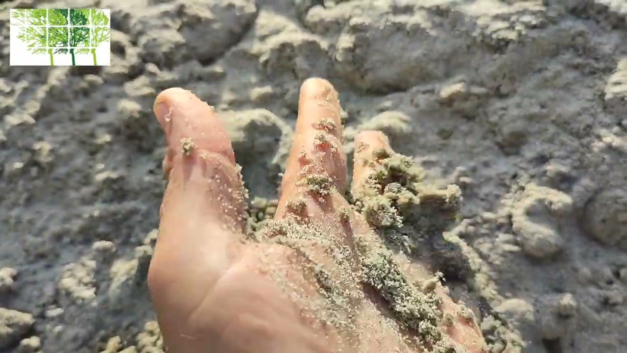 Carotatura di un prato   HD 720p