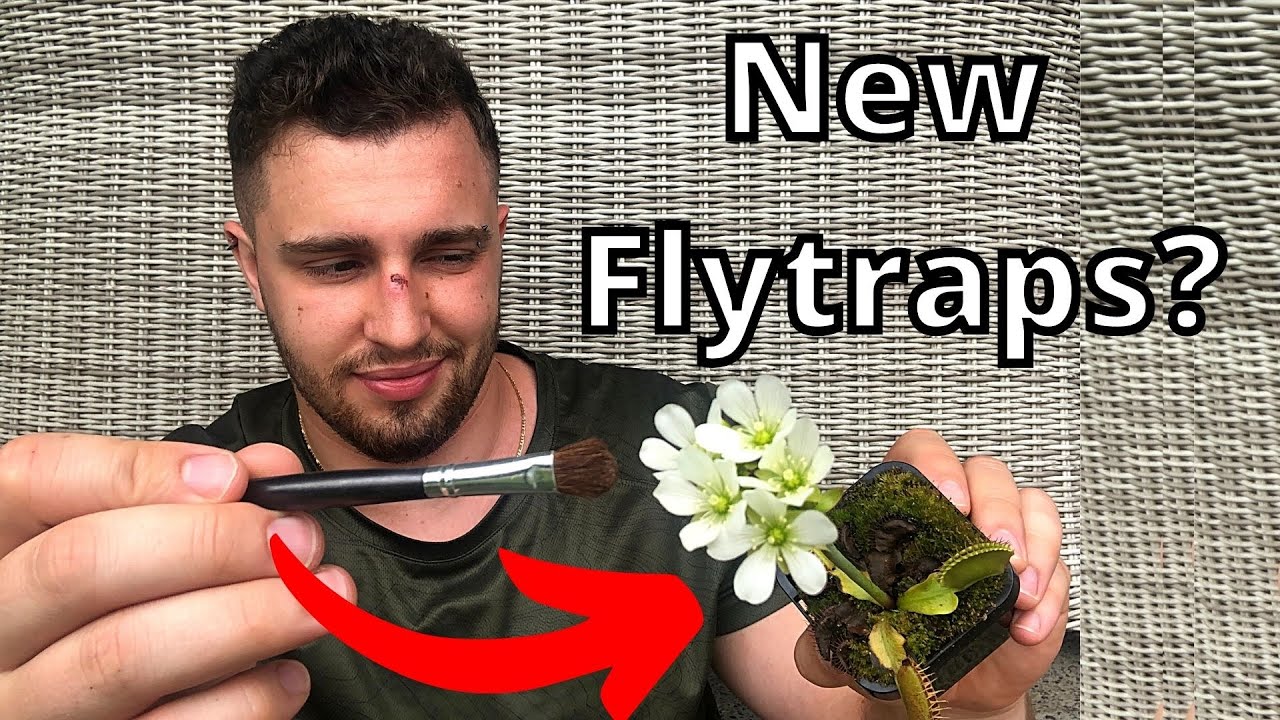 How to Make Venus Flytrap Seeds