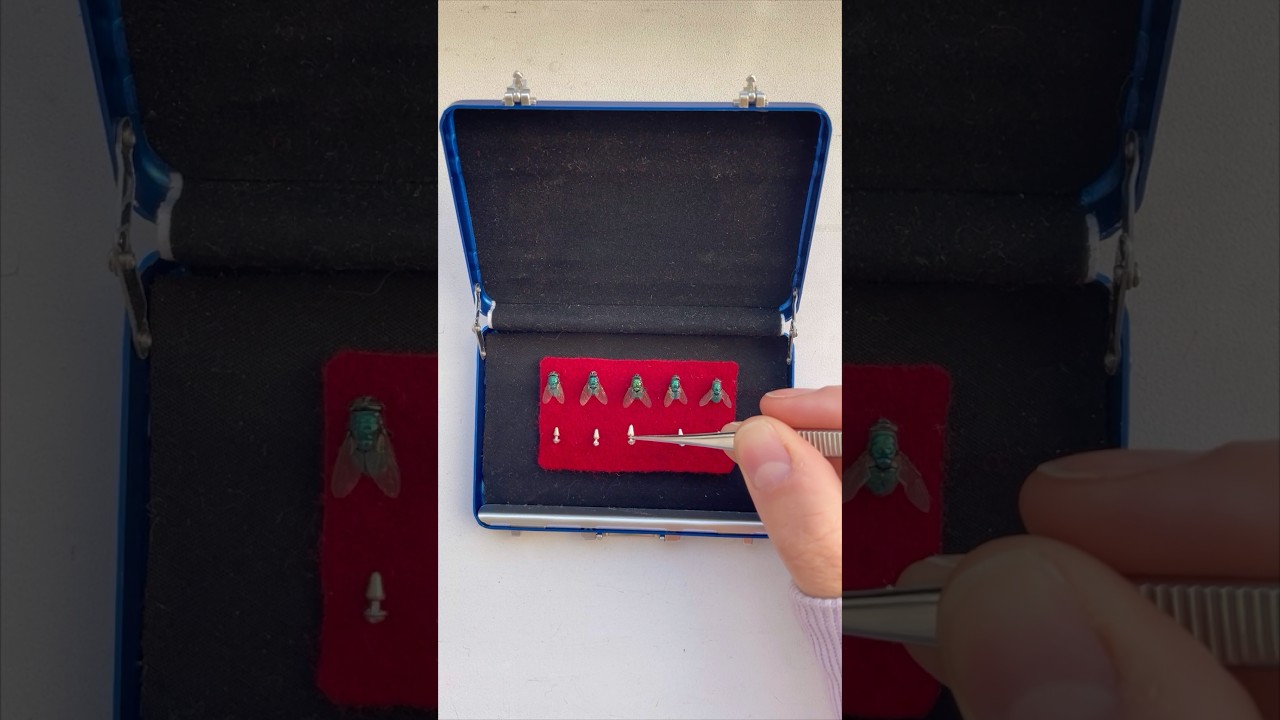 ✨butt plug for 🪰 tutorial 🫠🤲