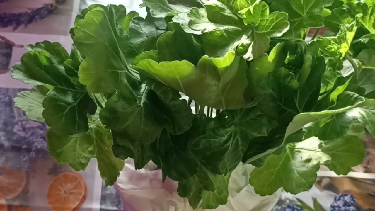 ЛУЧШИЙ МАСТЕР ПЕЛАРГОНИСТ ПОДМОСКОВЬЯ!!! ОБЗОР ЧЕРЕНКОВ ЧАСТЬ -1