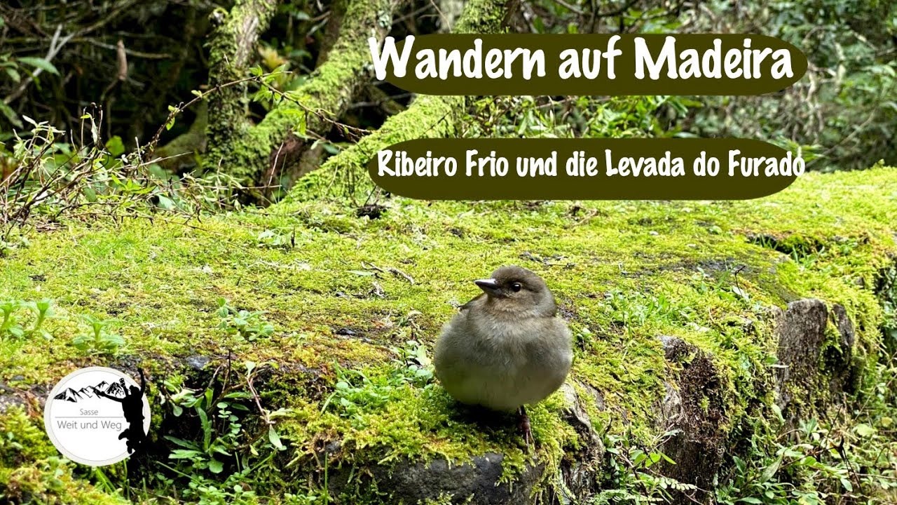 Wandern auf Madeira: Rundwanderweg 3 - Ribeiro Frio und die Levada do Furado
