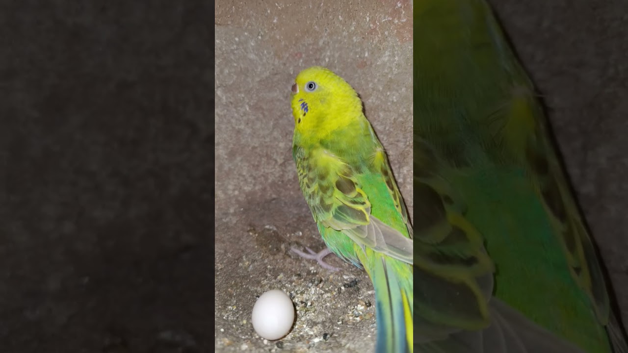 Budjigs best breeding result #shorts #budgiebreeding #budgiebreeder #budgielove #video