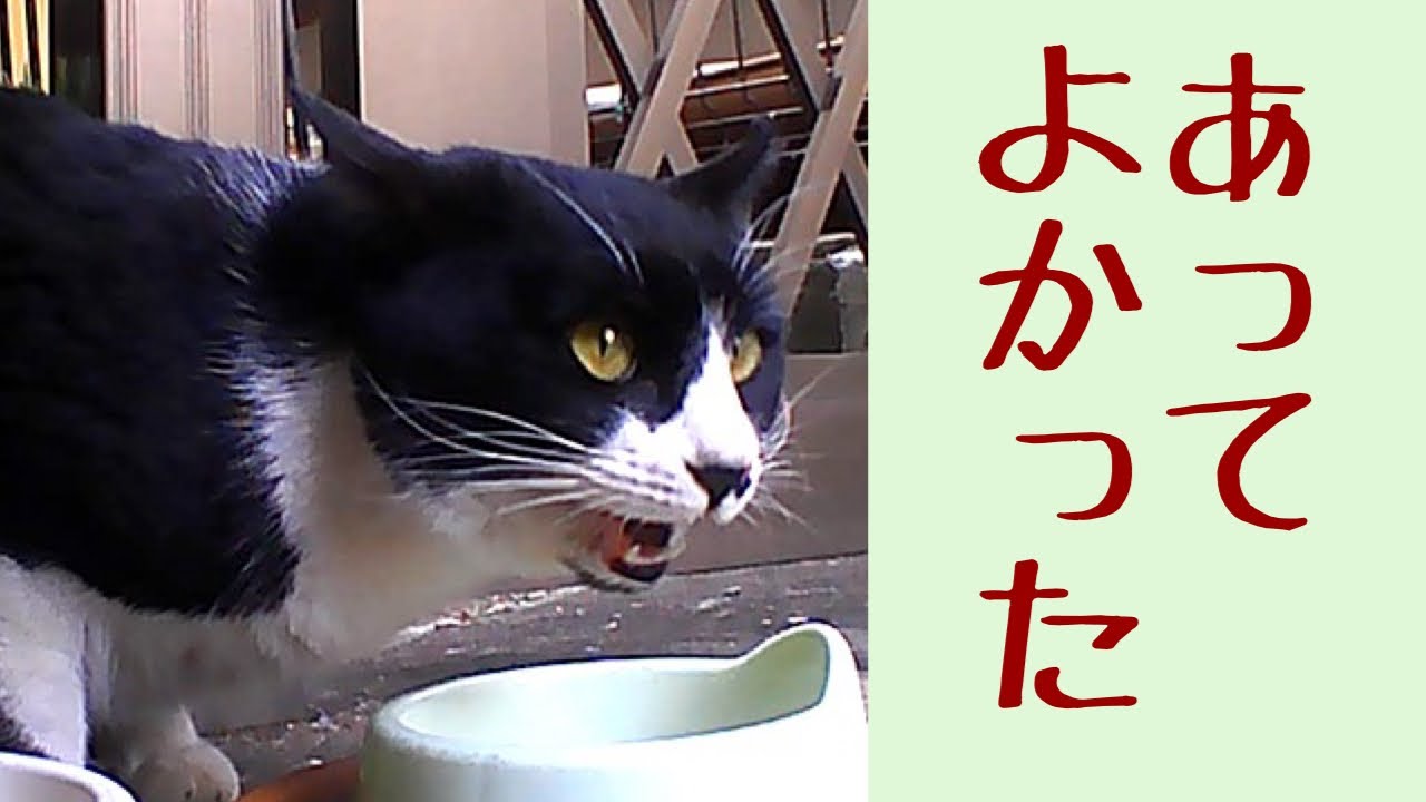 とっても寒い日、ご飯置いてあったわ。　福猫ふくちゃん　lucky stray CAT