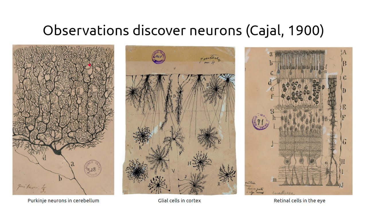 Computational Neuroscience - Lecture 1 - Neurons