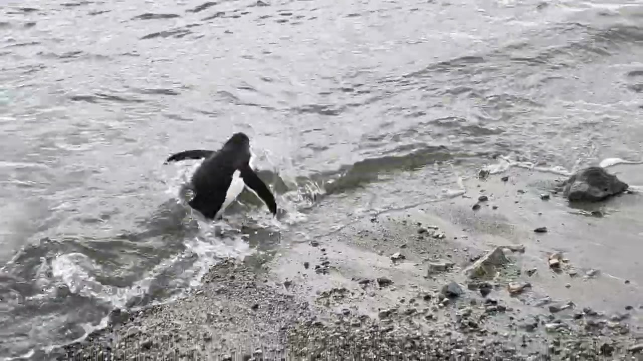 Penguin playing in water 1/21/26 morning landing
