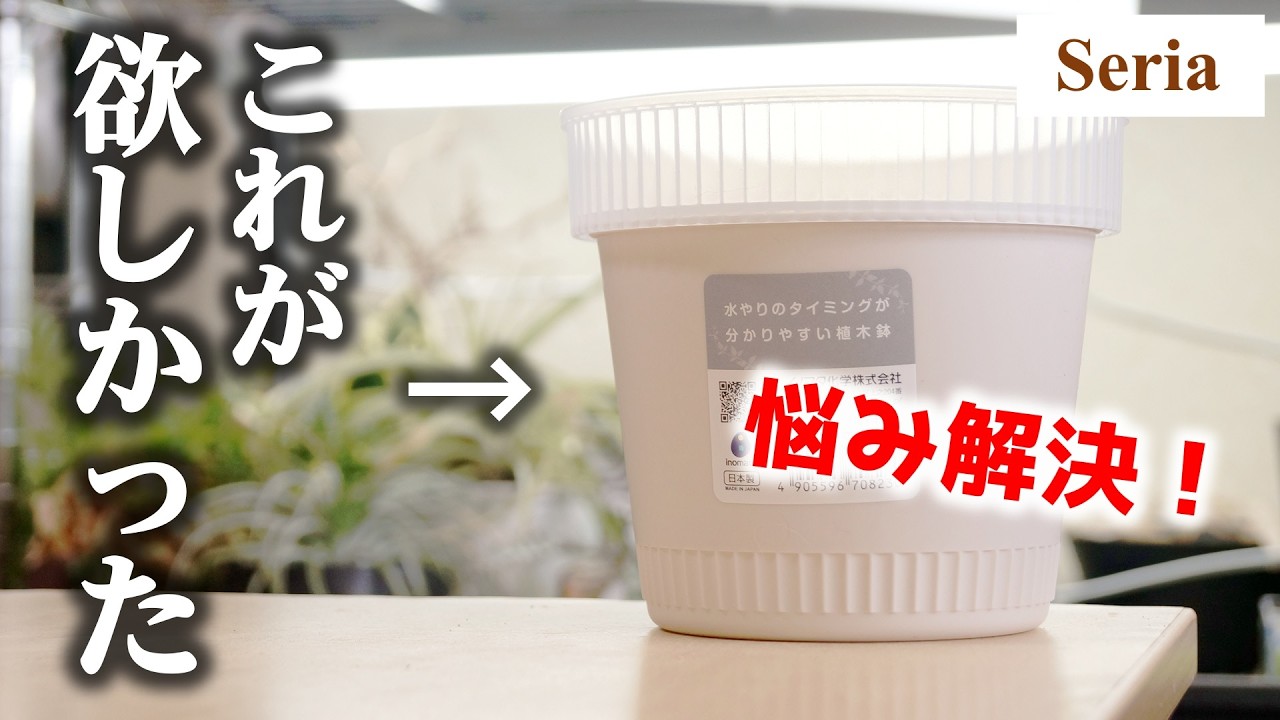 【即買い】100均植木鉢が”あの悩み”を解決してしまいました…【観葉植物ガジュマル】