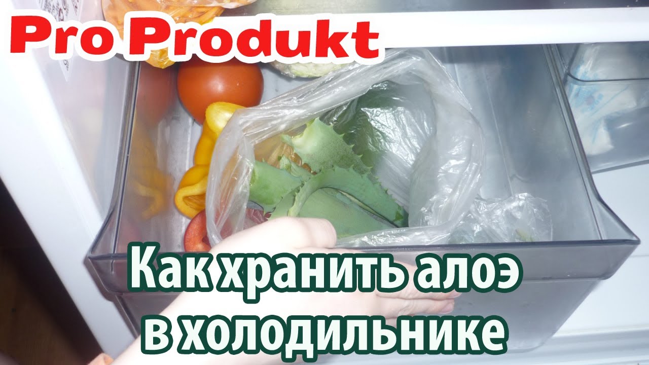 Как хранить алоэ в холодильнике
