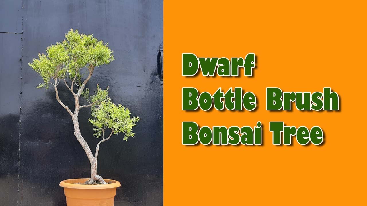 बोतल ब्रश बोन्साई पेड़, Dwarf Bottle Brush Bonsai Tree, Be the Creator, May'22