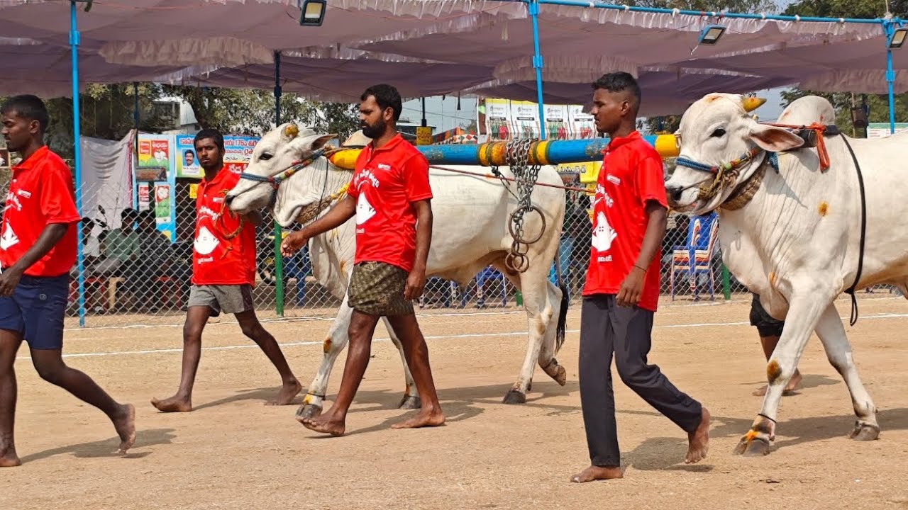 రెంటచింతల గ్రామం రెండు పళ్ళ విభాగం 2వ జత SRK bulls