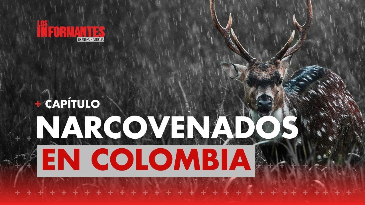 Los narcovenados de Pablo Escobar: tiernos bambis que amenazan la biodiversidad del Magdalena