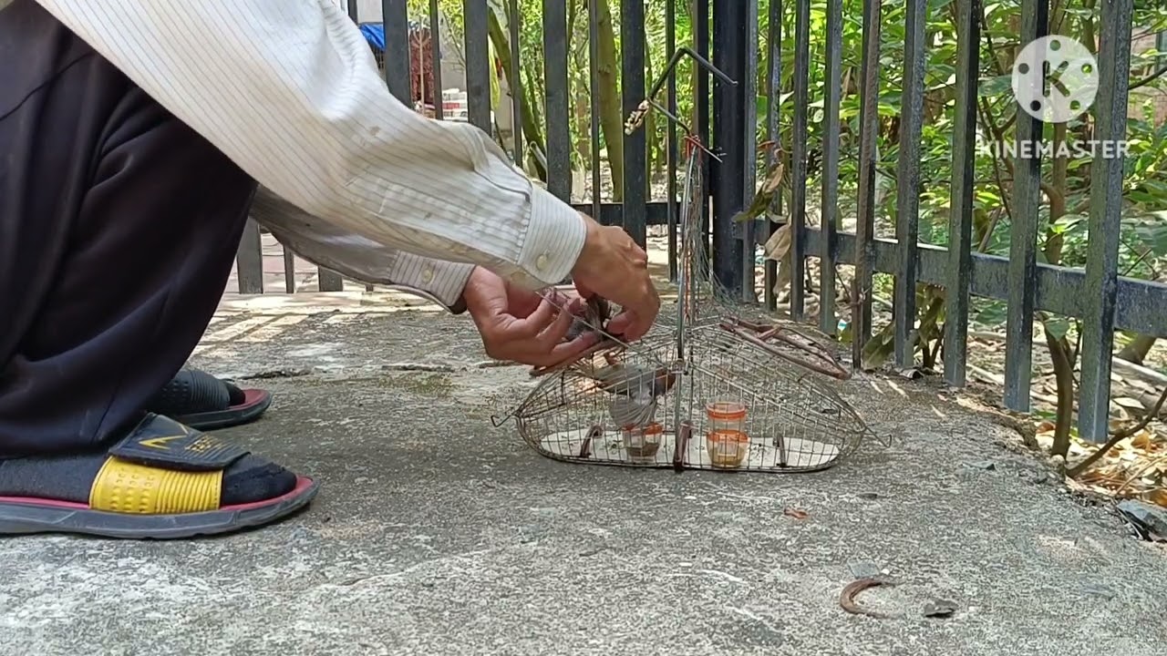#43 về gò công bẩy chim sâu đầu đỏ