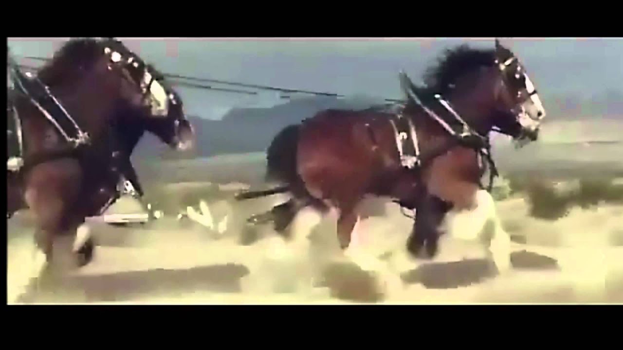 Budweiser Cowboy Commercial