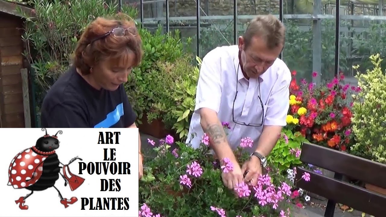 chaine tv de jardinage:Comment faire une Jardinière de géranium. hivernage, taille et entretien.