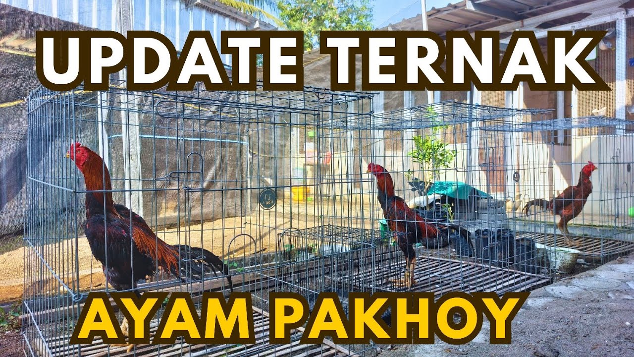 UPDATE TERNAK AYAM PAKHOY DI KANDANG UMBARAN