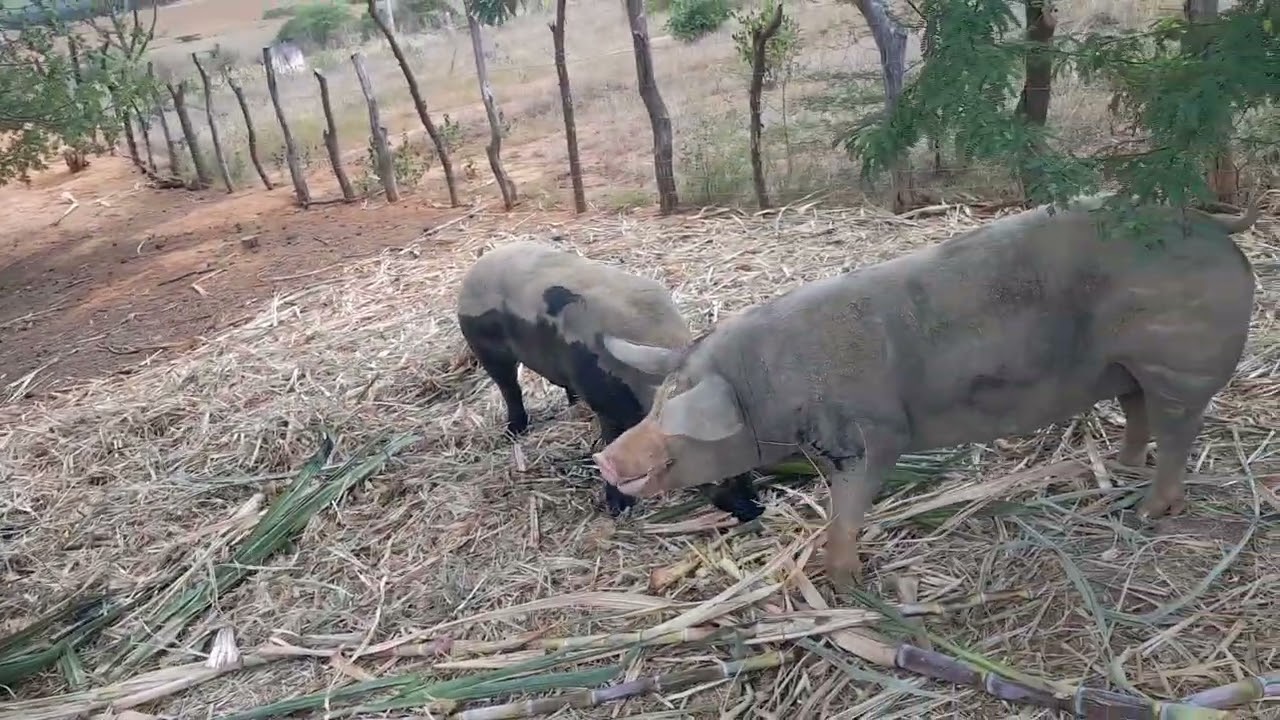 Alimentando os porquinhos a base de cana galera 